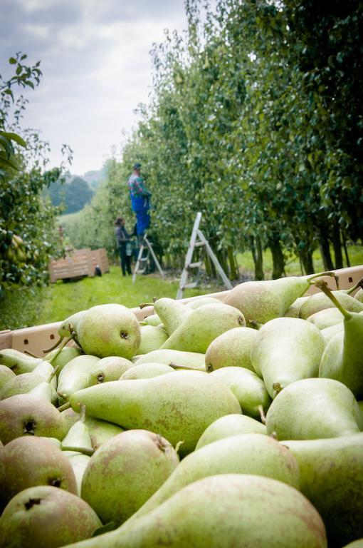 B&B De Fruithoeve Hoeselt Zewnętrze zdjęcie