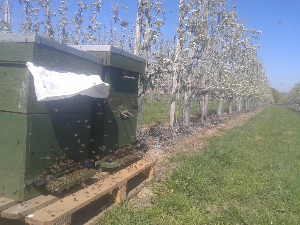 B&B De Fruithoeve Hoeselt Zewnętrze zdjęcie